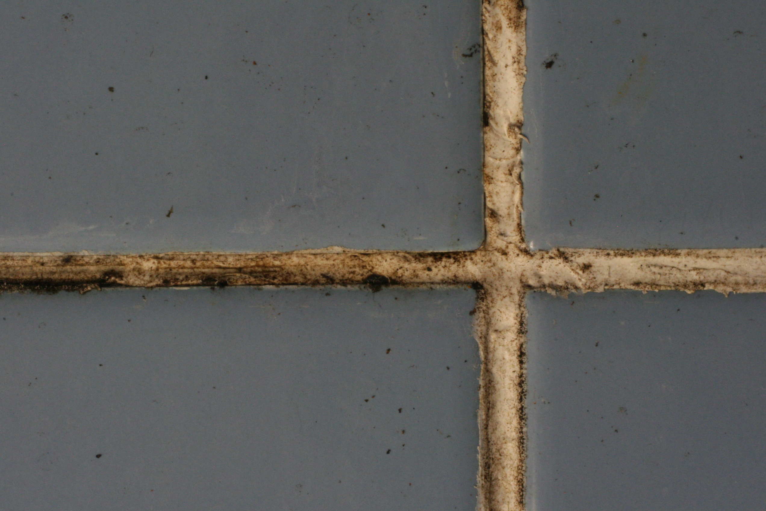 Black Mold in Tile Grout & tile Black Mold in Tile Grout & tile