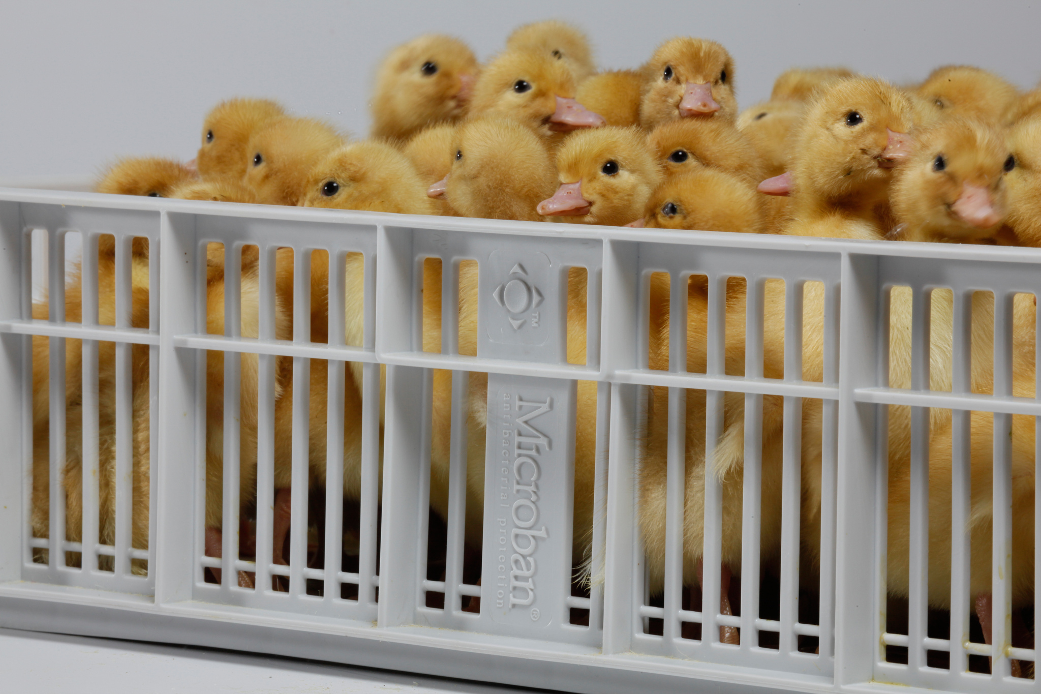 Microban Pas Reform Poultry Industry Egg Safety Hatchery Equipment Hatching Basket Egg Incubation